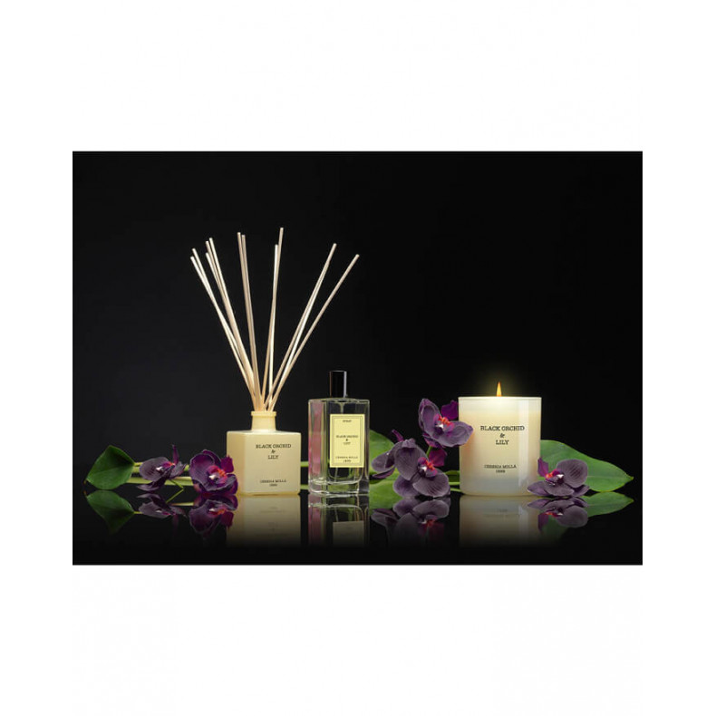 VELA XL BLACK ORCHID/LILY CERERIA MOLLA